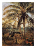 Palm Tree  Nassau  1892