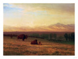 Buffalo on the Plains  Circa 1890