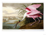 Roseate Spoonbill (Platalea Ajaja)