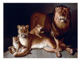 A Pride of Lions