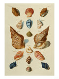 A Selection of Seashells  1758