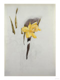 Study of Daffodils