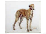 A Fawn Greyhound  1897