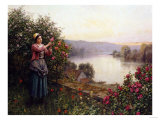 A Pet Rosebush
