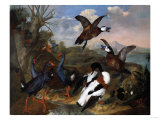 Shell Ducks and Other Fowl in a Landscape  1720