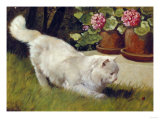 A White Persian Cat with a Ladybird