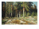 The Mast-Tree Grove  Study