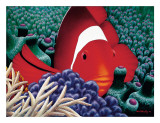 Diva  Tomato Clown Fish