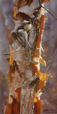Sunlit Birch