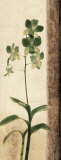 Dreamweaver II