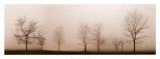 Misty Meadow