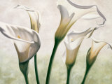 Luce