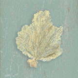 Sea Fan
