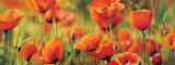 Symphonie de Coquelicots