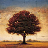 Splendor I