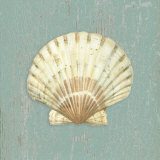 Scallop Shell