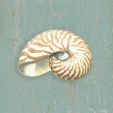 Nautilus