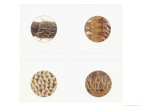 Four Different Kinds of Cockroaches