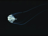 A Three-Inch Baby African Pompano Navigates Through the Night Seas