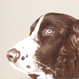 Springer Spaniel