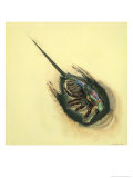 Cross Section Illustration Shows the Interior of a Horseshoe Crab