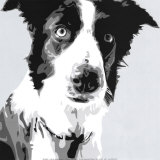 Collie