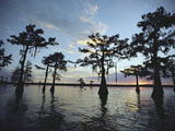 Cypress Trees in Grand Lake are Silhouetted Against a Sunset Sky