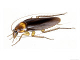 Painting of an American Cockroach