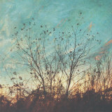 Wild Grass II