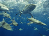 A Gray Reef Shark and Others at the Site of Atomic Bomb Tests of 1946