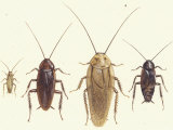Close Views Illustrate Various Parts of a Cockroach