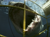 A Great White Shark Attacks an Underwater Cage