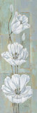 Florentine Tulips