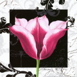 Damask Tulip III