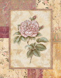 Provence Rose II