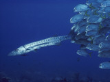 A School of Juvenile Crevalle Jack Fish Chases a Great Barracuda