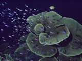 Purple Anthiases and Yellow Damselfish Stream Past Chalice Coral