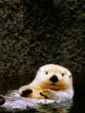 Sea Otter Floating on Its Back  Point Defiance Zoo  Tacoma  Washington