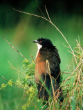 Blue-Headed Coucal  Lake Mburo National Park  Mbarara  Uganda
