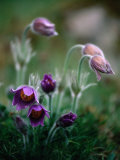 Backsippa Is a Spectacular Wildflower Found in Skane Throughout Spring  Skane  Sweden