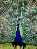 Peacock at Olympic Game Farm  Sequim  Washington