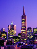 Transamerica Pyramid and City Buildings  San Francisco  California