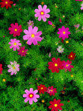 Wildflowers in Stone Forest  Shi Lin  Yunnan  China