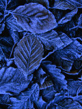 Winter Hoar Frost Coats Beechleaves in Sodersen National Park  Skane  Sweden
