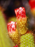 Cactus Flower Detail at Botanical Gardens  Phoenix  Arizona
