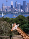 Giraffe at Tooronga Park Zoo with City Skyline Behind  Sydney  New South Wales  Australia