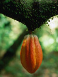 Cocoa Pod Growing on Tree  Grenada