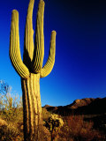 Saguaro at Sunset  Valley View Overlook Trail  Saguaro National Park  Arizona