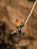 White-Fronted Bee-Eater Perched on Branch  Kafue National Park  North Western Province  Zambia
