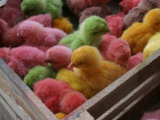 Coloured Chicks for Sale at a Market in the City Centre  Padang  West Sumatra  Indonesia